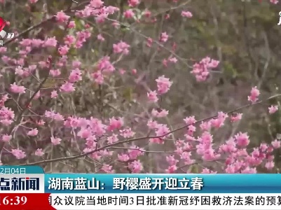 湖南蓝山：野樱盛开迎立春