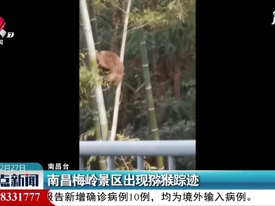 南昌梅岭景区出现猕猴踪迹