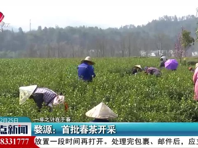 【一年之计在于春】婺源：首批春茶开采