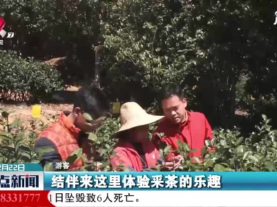 【一年之计在于春】上犹：春风化雨吐新绿 茶农游客乐陶陶