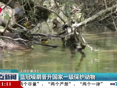 上饶：蓝冠噪鹛晋升国家一级保护动物