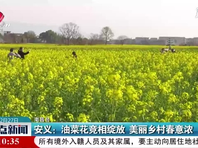 安义：油菜花竞相绽放  美丽乡村春意浓