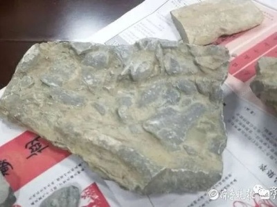 男孩游玩时发现十几块古生物化石？专家鉴定：真的