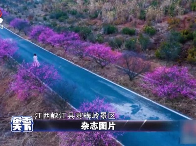 江西峡江县寒梅岭景区 一树树梅花迎风盛放