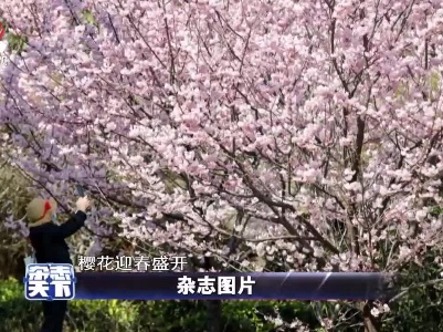 武汉大学 樱花迎春盛开