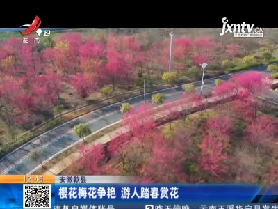 安徽歙县：樱花梅花争艳 游人踏春赏花