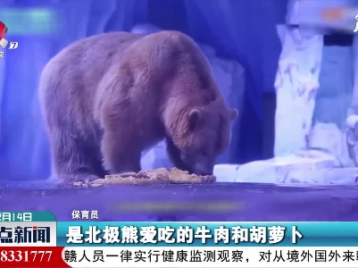 上海：北极熊也要过年 吃了4斤重的大饺子