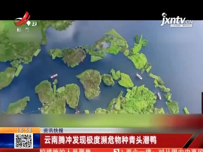 云南腾冲发现极度濒危物种青头潜鸭