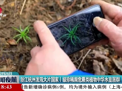 浙江杭州发现大片国家I级珍稀濒危蕨类植物中华水韭居群