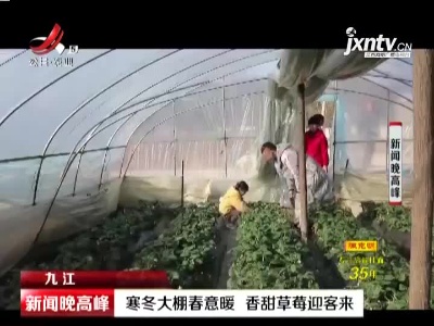 九江：寒冬大棚春意暖 香甜草莓迎客来
