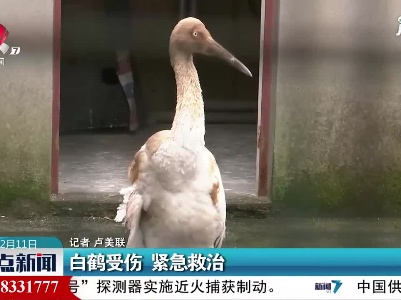 江西：白鹤受伤 紧急救治