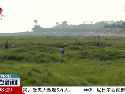 都昌：春暖花开时藜蒿采摘忙
