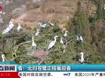 看！北归苍鹭正搭巢迎春