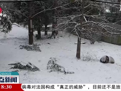 华盛顿下大雪  大熊猫爽了