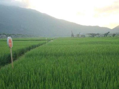 江西将大力推动种植业升级 力争全省优质稻订单面积达1400万亩 