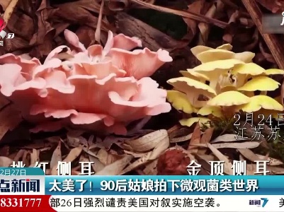 江苏：太美了！90后姑娘拍下微观菌类世界