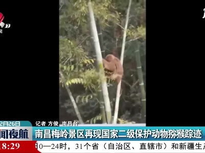 南昌梅岭景区再现国家二级保护动物猕猴踪迹
