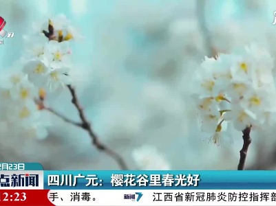 四川广元：樱花谷里春光好