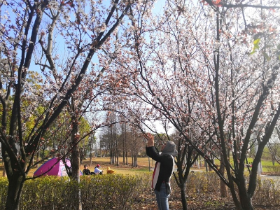 踏春赏花正当时！南昌大街小巷繁花似锦春意浓  
