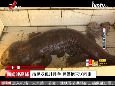 上饶：市民发现娃娃鱼 民警把它送回家