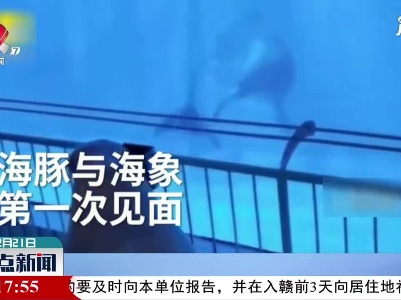 哈尔滨：海象海豚首次见面 双方看呆