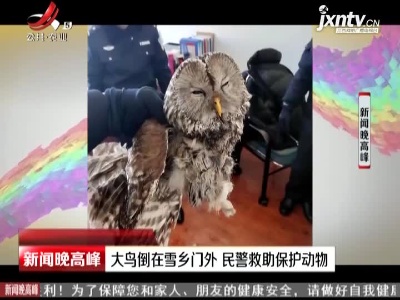 黑龙江：大鸟倒在雪乡门外 民警救助保护动物