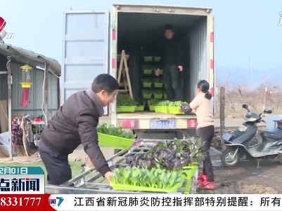 瑞昌：盆栽蔬菜 村民增收新产业