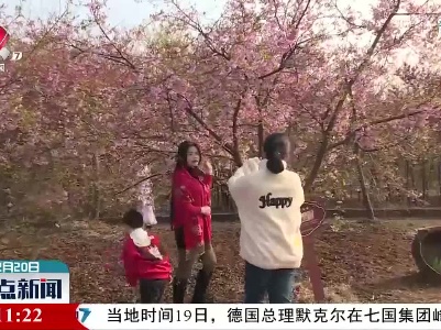 鄱阳：樱花绽放 吸引游客赏花拍照