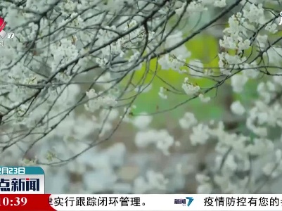 四川广元：樱花谷里春光好