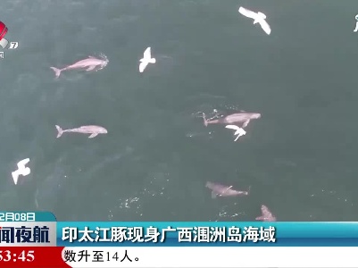 印太江豚现身广西涠洲岛海域