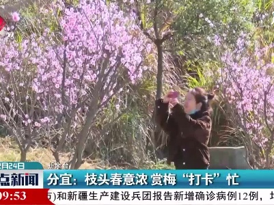 分宜：枝头春意浓 赏梅“打卡”忙
