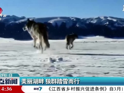 美丽湖畔 狼群踏雪而行
