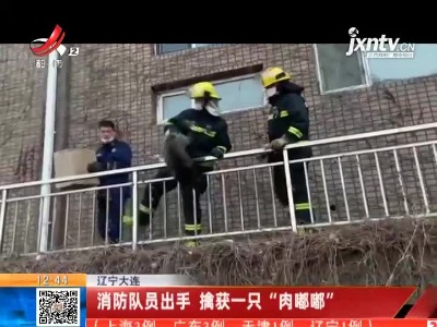 辽宁大连：消防队员出手 擒获一只“肉嘟嘟”