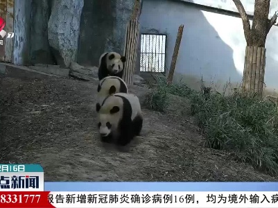 秦岭大熊猫的日常有多萌？