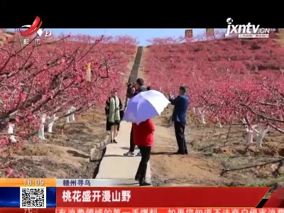 赣州寻乌：桃花盛开漫山野
