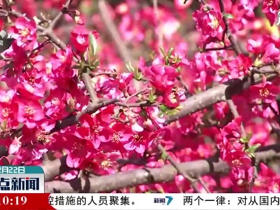 【百花争艳春意浓】南昌：花开正当时 不负好春光