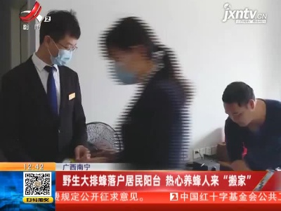 广西南宁：野生大排蜂落户居民阳台 热心养蜂人来”搬家”
