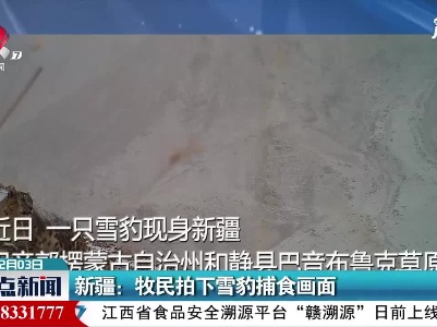 新疆：牧民拍下雪豹捕食画面