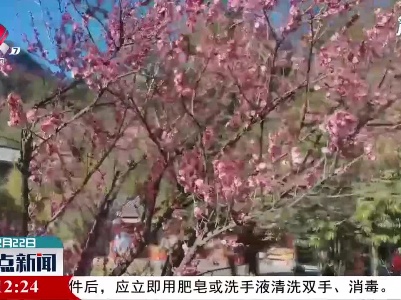 【百花争艳春意浓】春暖花开武当山