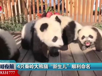 4只秦岭大熊猫“新生儿”顺利命名