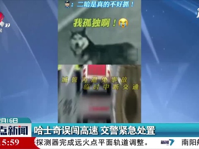 杭州：哈士奇误闯高速  交警紧急处置