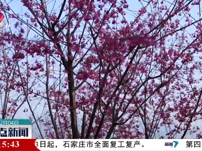 寻乌：樱花盛开惹人醉