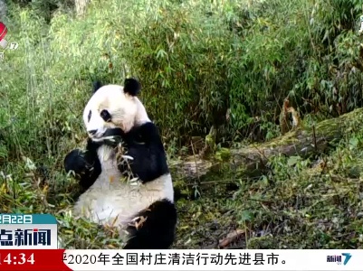 甘肃：野生大熊猫近距离“吃播”被拍