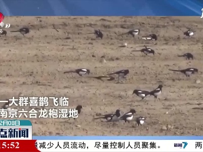 南京：报春之声！千只喜鹊“闹”湿地