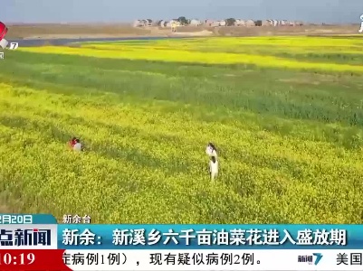 新余：新溪乡六千亩油菜花进入盛放期