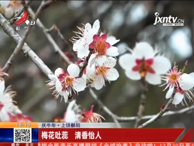 【庆牛年】上饶鄱阳：梅花吐蕊 清香怡人