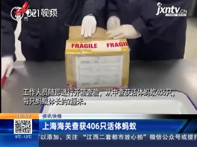 上海海关查获406只活体蚂蚁