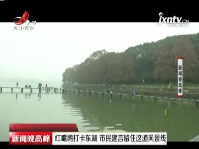 武汉：红嘴鸥打卡东湖 市民建言留住这道风景线
