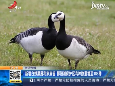 新增白颊黑雁和家麻雀 鄱阳湖保护区鸟种数量增至383种