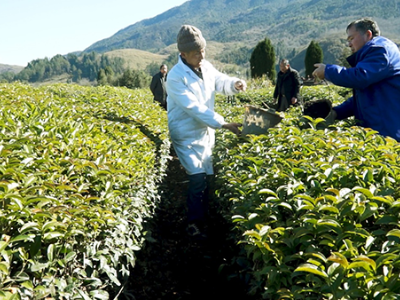 江西修水：茶叶有机肥替代化肥试点工作成效明显